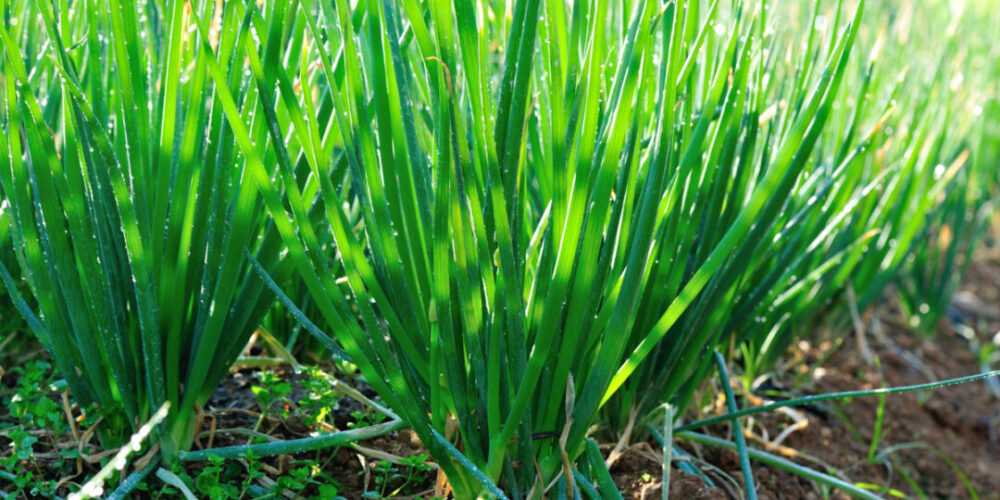 Onion-Field-2-1080x720