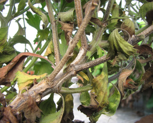 ပင်ညှိုး