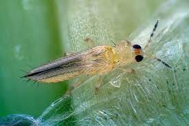 လှေးပိုး