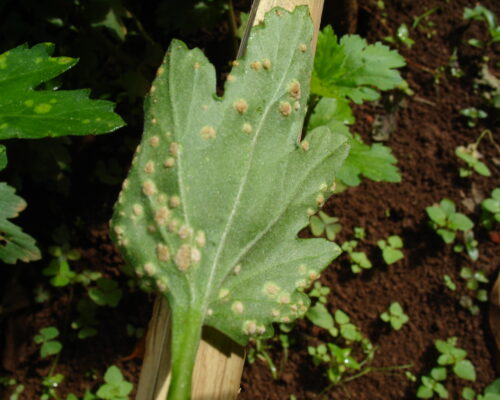 သံချေးဖြူ ကျောက်ရောဂါ