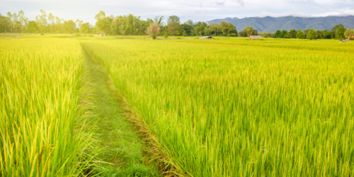 Paddy Field