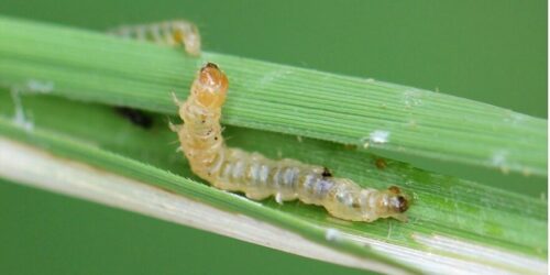 361392520_652063873619277_6376895025357245789_n (1)