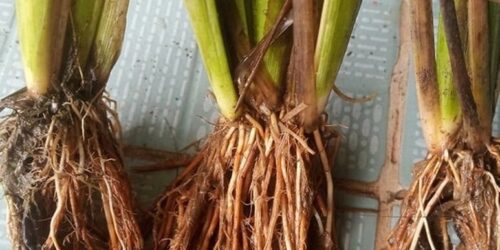 358625849_649984540493877_2137144570690219553_n