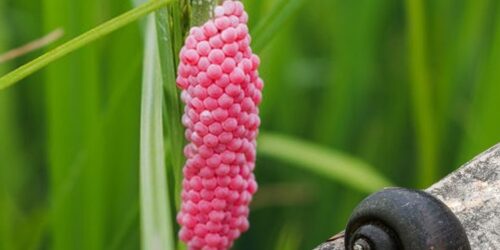 ရွှေခရု