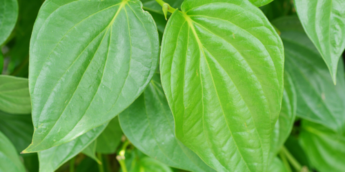 Betel Leaves