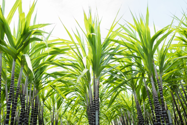 Sugarcane