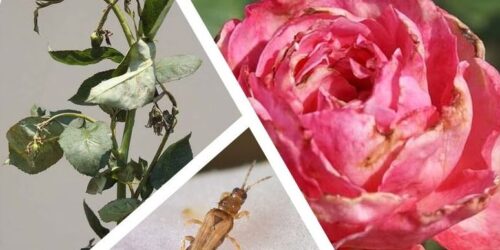 405372775_724895346336129_7009074013235944307_n