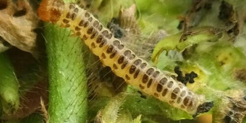 444952294_829832625842400_3889485257492294754_n