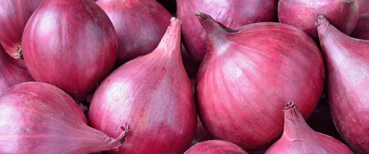 Onion