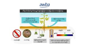 ရွက်ဖျန်းမြေဩဇာ