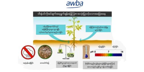 ရွက်ဖျန်းမြေဩဇာ