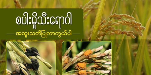 စပါးမှိုသီး