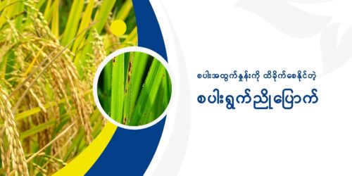 စပါးရွက်ညိုပြောက်