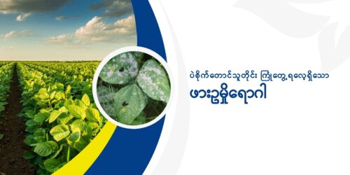 ဖားဥမှို