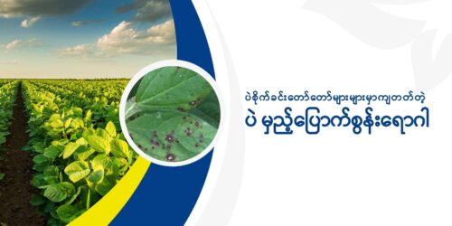 မှည့်ပြောက်စွန်း