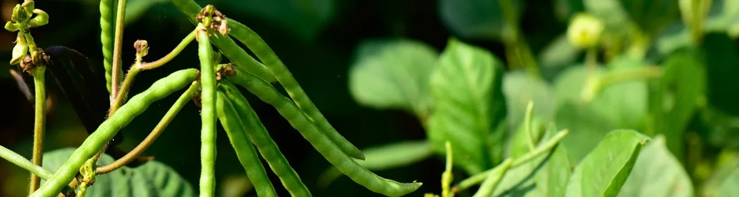 ပဲတီစိမ်း