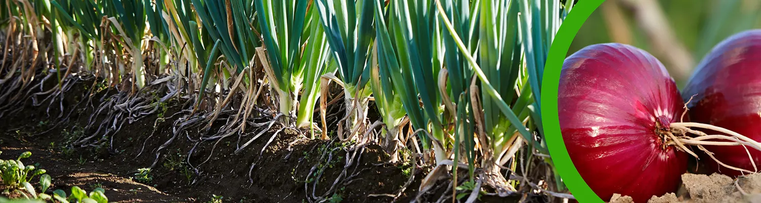 ကြက်သွန်