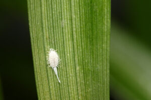 ပိုးစေးနှဲအကြောင်း သိကောင်းစရာများ