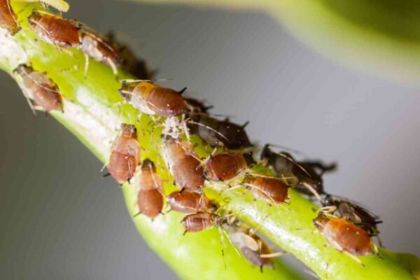 ပိုးမွှားနှင့် ရောဂါဖျက်ဆီးမှုလက္ခဏာကို ခွဲခြားခြင်း