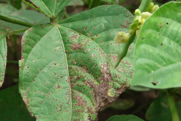 leaf spot disease