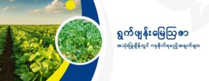 ရွက်ဖျန်းမြေဩဇာအသုံးပြုချိန်တွင် ဂရုစိုက်ရမည့်အချက်များ