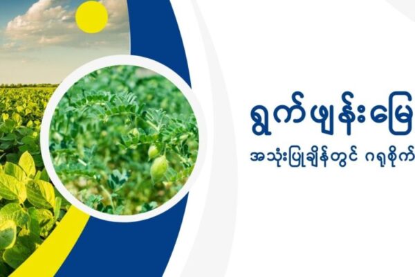 ရွက်ဖျန်းမြေဩဇာအသုံးပြုချိန်တွင် ဂရုစိုက်ရမည့်အချက်များ