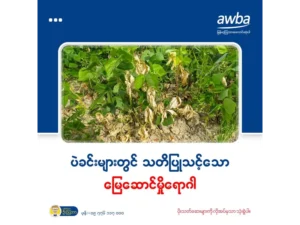 ပဲခင်းများတွင် သတိပြုသင့်သော မြေဆောင်မှိုရောဂါ