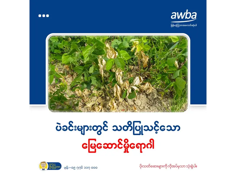 ပဲမှိုရောဂါ