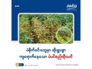 ပဲစိုက်ခင်းတွေမှာ ဆိုးရွားစွာ ကျရောက်နေသော ပဲပင်စည်ထိုးယင် (Bean Stem Fly)