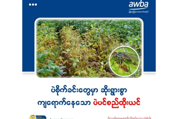ပဲစိုက်ခင်းတွေမှာ ဆိုးရွားစွာ ကျရောက်နေသော ပဲပင်စည်ထိုးယင် (Bean Stem Fly)