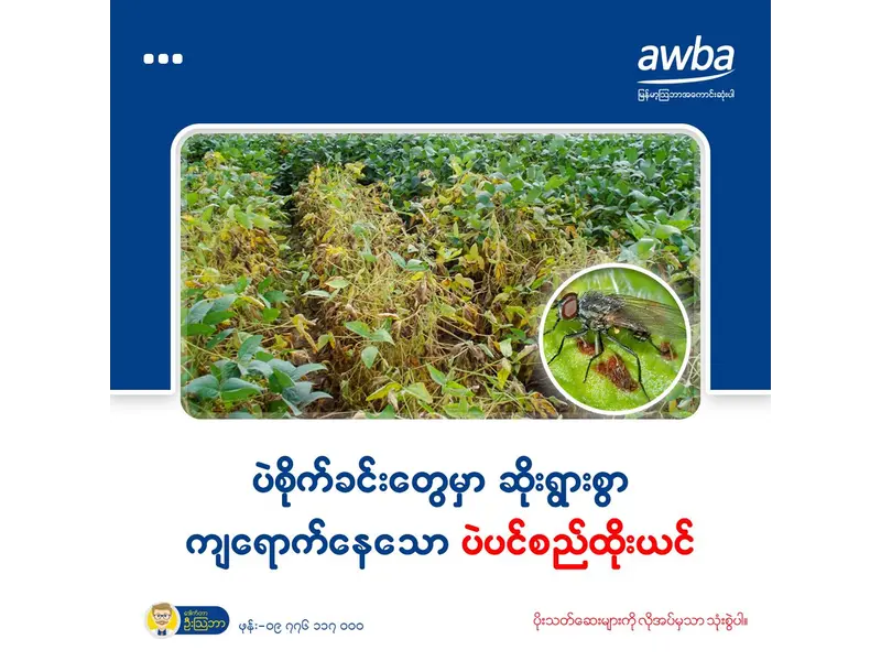 ပဲပင်စည်ထိုးယင်