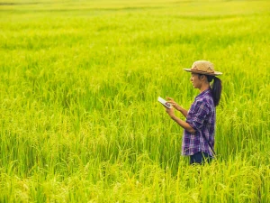 မိုးစပါးစိုက်ရန် ကြိုတင်ပြင်ဆင်ချိန်တွင် ပေါင်းမြက်နှိမ်နှင်းနည်း (၇) ချက်
