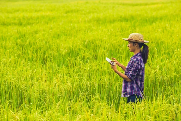 မိုးစပါးစိုက်ရန် ကြိုတင်ပြင်ဆင်ချိန်တွင် ပေါင်းမြက်နှိမ်နှင်းနည်း (၇) ချက်