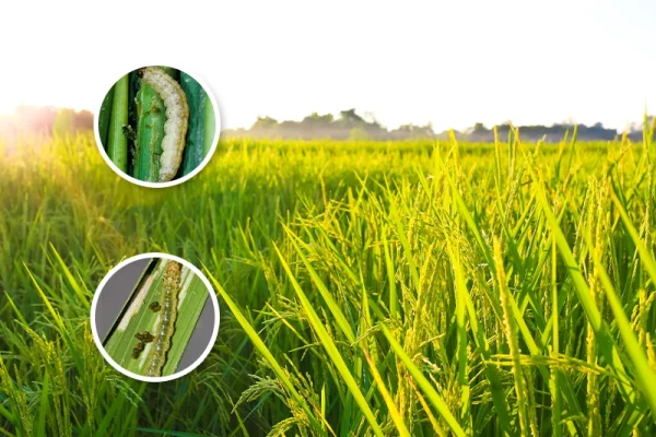 စပါးအထွက်နှုန်း မထိခိုက်စေဖို့ “စပါးဆစ်ပိုး” နှင့် “စပါးရွက်လိပ်ပိုး” ကို စနစ်တကျ ကာကွယ်ကြပါစို့