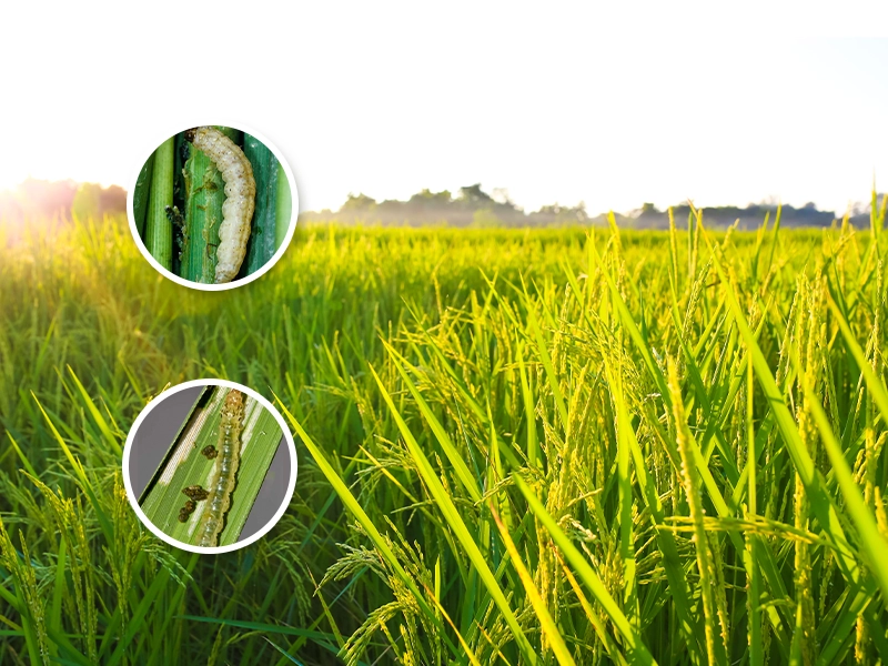 စပါးဖျက်ပိုးများ