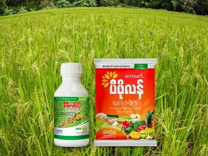 အပင်ကြီးထွားရန် ရွက်ဖျန်းမြေဩဇာ စနစ်တကျအသုံးပြုနည်း (၅)ချက်