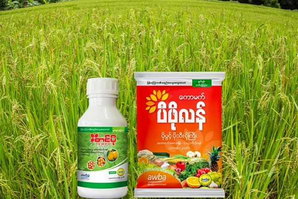 အပင်ကြီးထွားရန် ရွက်ဖျန်းမြေဩဇာ စနစ်တကျအသုံးပြုနည်း (၅)ချက်