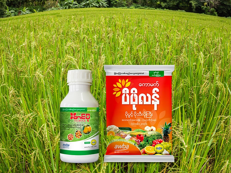 တင်ပိုနှင့်ပီဖိုလန်