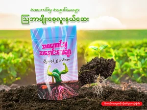မျိုးစေ့လူးနယ်ဆေး လူးနယ်စိုက်ပျိုးရခြင်း၏ အကျိုးကျေးဇူး (၅) ချက်