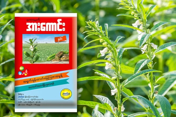 နှမ်းစိုက်တောင်သူများ အထွက်နှုန်း သိသိသာသာ တိုးတက်စေမည့် “ကောမက်အားကောင်း” ရွက်ဖျန်းမြေသြဇာ