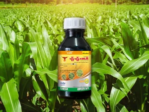 ပြောင်းခင်းပေါင်းပင်များကို အမြန်ဆုံးနှင့် အထိရောက်ဆုံး နှိမ်နင်းနည်း (A Complete Guide)