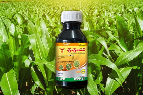 ပြောင်းခင်းပေါင်းပင်များကို အမြန်ဆုံးနှင့် အထိရောက်ဆုံး နှိမ်နင်းနည်း (A Complete Guide)