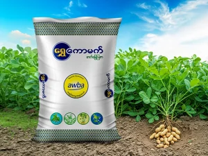 ပဲသီးနှံ အထွက်တိုးစေမည့် အာဟာရဓာတ် စီမံခန့်ခွဲမှု လမ်းညွှန်- ရွှေကောမက်ပဲမျိုးစုံ