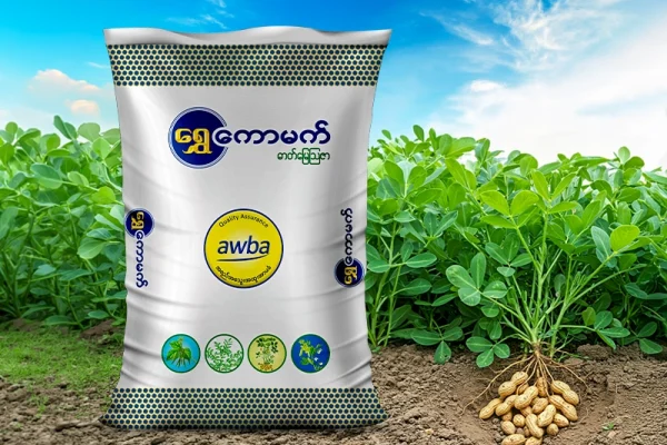 ပဲသီးနှံ အထွက်တိုးစေမည့် အာဟာရဓာတ် စီမံခန့်ခွဲမှု လမ်းညွှန်- ရွှေကောမက်ပဲမျိုးစုံ