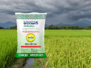 ပေါင်းလည်းသေ စပါးလည်းသန်စေမည့် လျို့ဝှက်ချက် – ကောမက်စပါးပေါင်းသတ်ဆေး