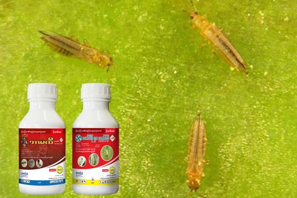 စိုက်ပျိုးရေးရဲ့ ရန်သူတော် – လှေးပိုး (Thrips) အကြောင်း သိကောင်းစရာများနှင့် နှိမ်နင်းနည်းများ