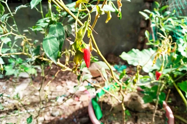 ငရုတ်ပင်ညှိုးသေခြင်း အကြောင်းအရင်းများနှင့်ရောဂါခွဲခြားသတ်မှတ်နည်း