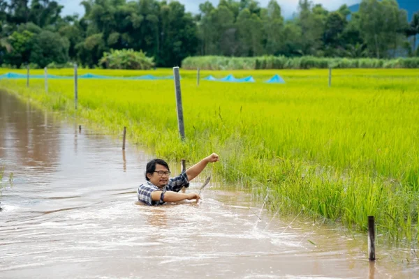 ရေနစ်မြုပ်ပြီးနောက် စပါးခင်း ပြန်လည်ပြုပြင်ခြင်းနည်းလမ်း (အဆင့်ဆင့်)