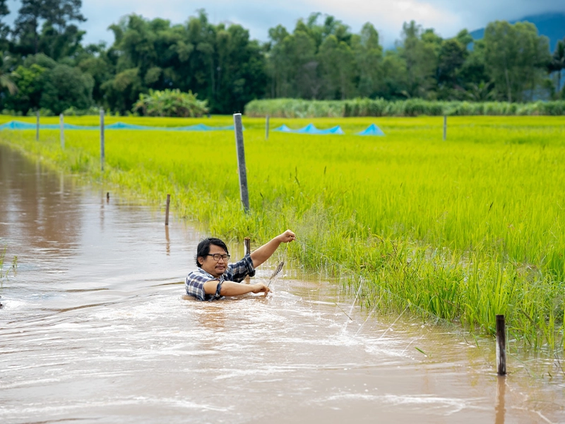 ရေနစ်မြုပ်နေသော စပါးခင်းများကို ပြန်လည်ပြုပြင်ခြင်း