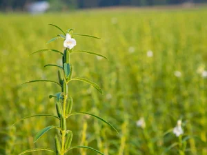 နှမ်းခင်းမှာ “သီးရှဉ်းကျော်ခြင်း” (Pod Skipping) ပြဿနာကို ဘယ်လိုဖြေရှင်းမလဲ?